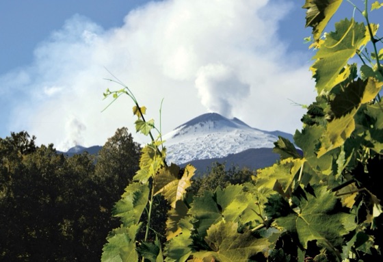 The Write Taste report on the wines of Etna